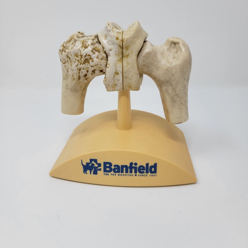 Banfield Veterinary Plastic Anatomical Model for Education - Canine Hips